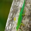 Felsuma - Phelsuma sundbergi - Seychelles Giant Day Gecko o1327